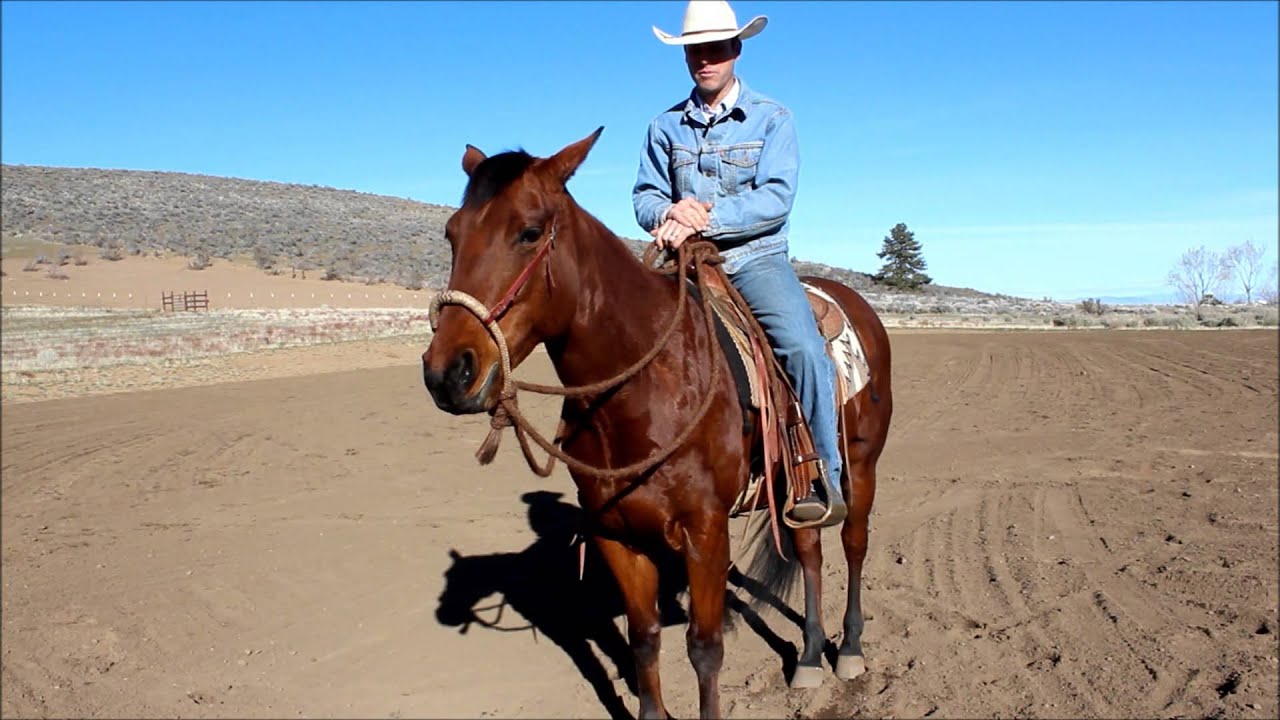 Pasini Equine - Hackamore Control from the Saddle