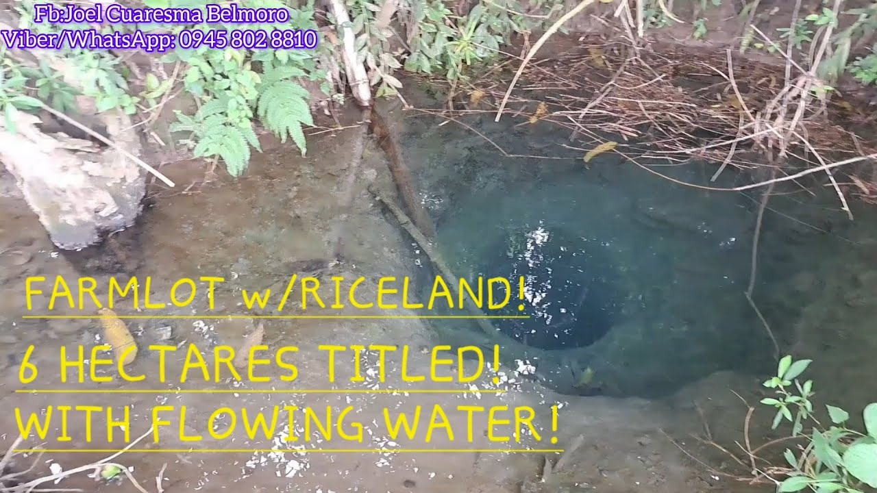 #vlog #613 FARMLOT/RICELAND W/ FLOWING WATER 6 HECTARES IN UMINGAN PANGASINAN!GOOD FOR INVESTMENT!