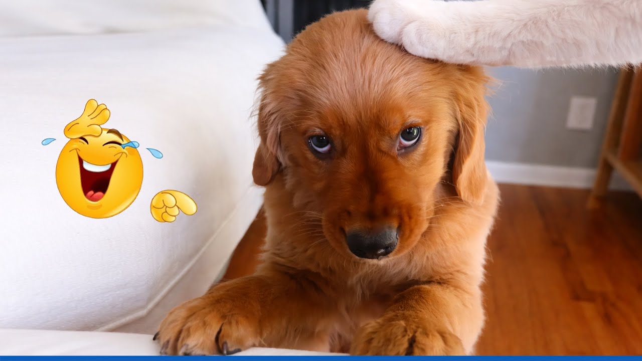 Super Funny Dog Video Clips  😹🐶 Funniest CAT AND DOG Videos That Will Make You Laugh Crazy 🐾 🤣