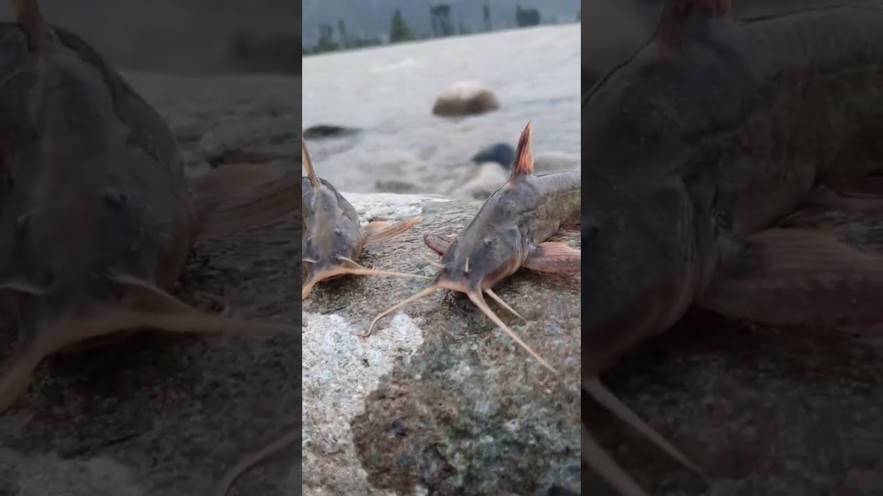 revar swat hunting fish #fishing #fish #swat #fishinglife