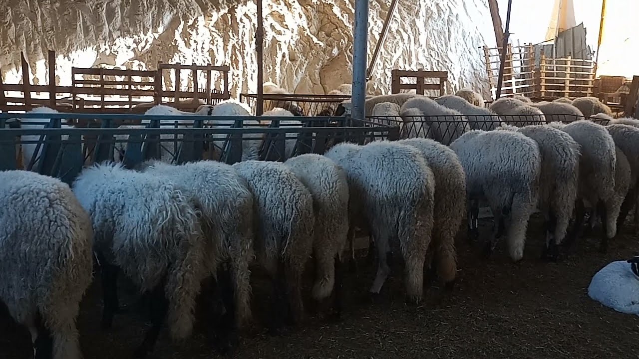sakızda süt, et, ve kuzu verimi#safkan#sakız