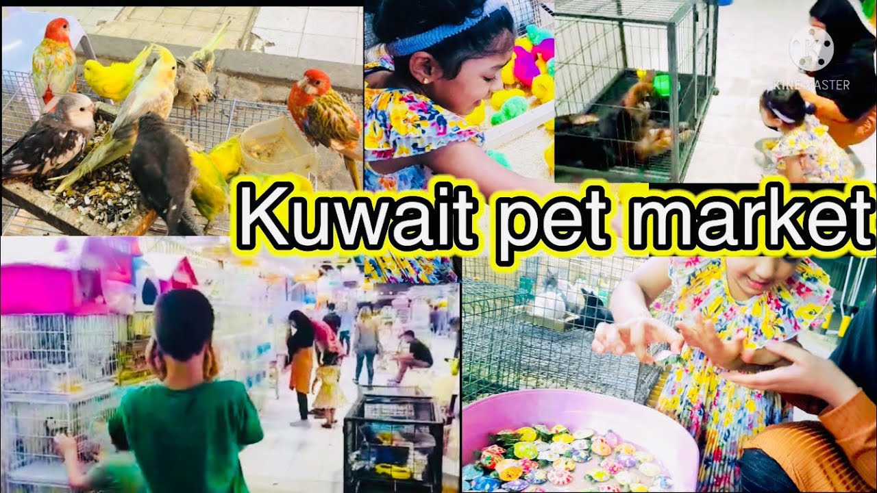Pet market in kuwait|kuwait pet market near lulu hyper market|pet shops in kuwait|Al-Rai lulu Kuwait