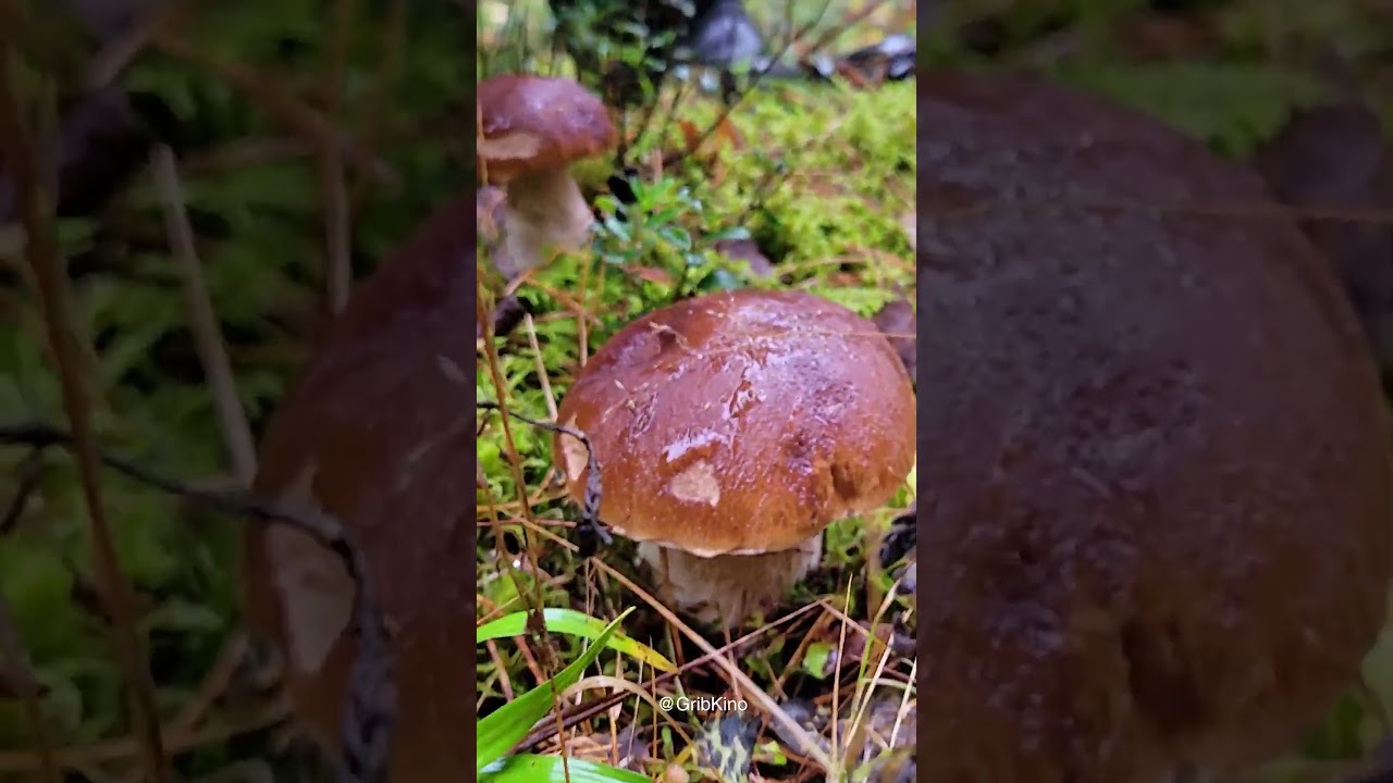 А вот - посмотрите! Боровики еще идут!