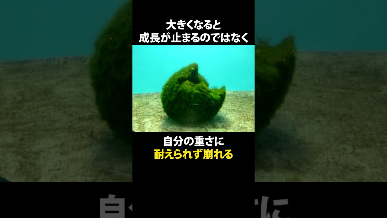 【ゆっくり解説】マリモにまつわる怖い雑学