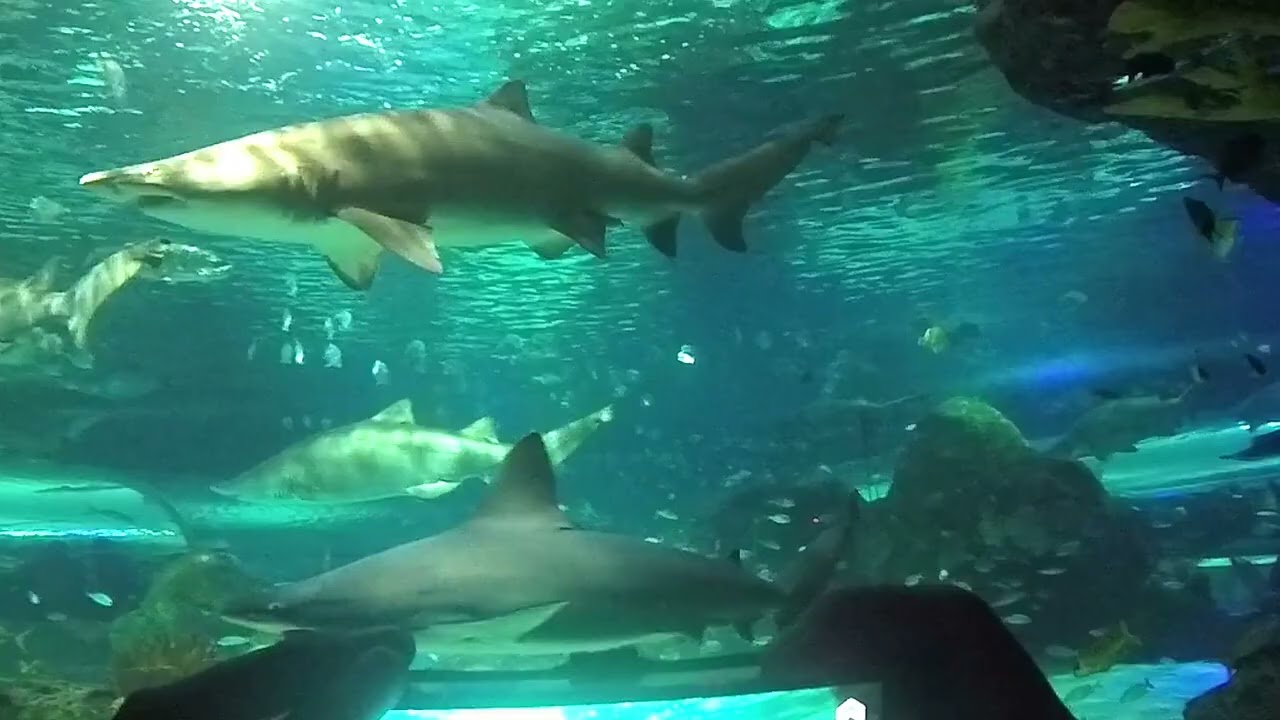 2015 Aquarium Toronto 🇨🇦
