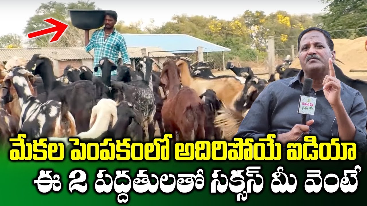 How to Start Goat Farming Business with Low Investment | Mahender Reddy | SumanTV Rythu