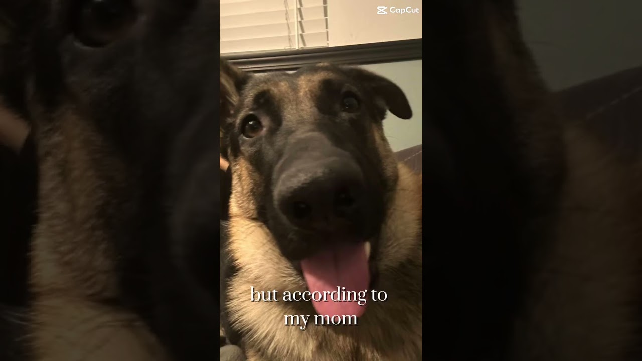 Big paws. Bigger heart. Still a baby. 