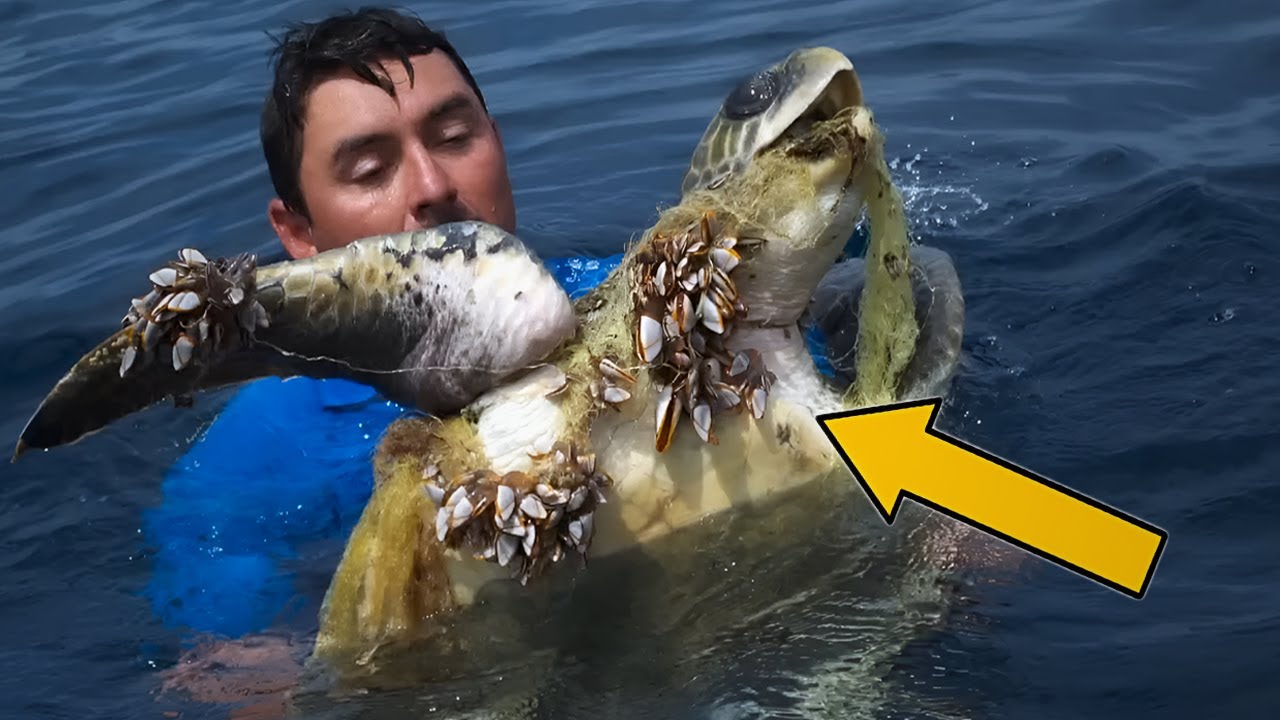 3 случая БАРНАКЛОВ и рыболовных сетей (одновременно) на МОРСКИХ ЧЕРЕПАХ 🐢 Спасение животных #30