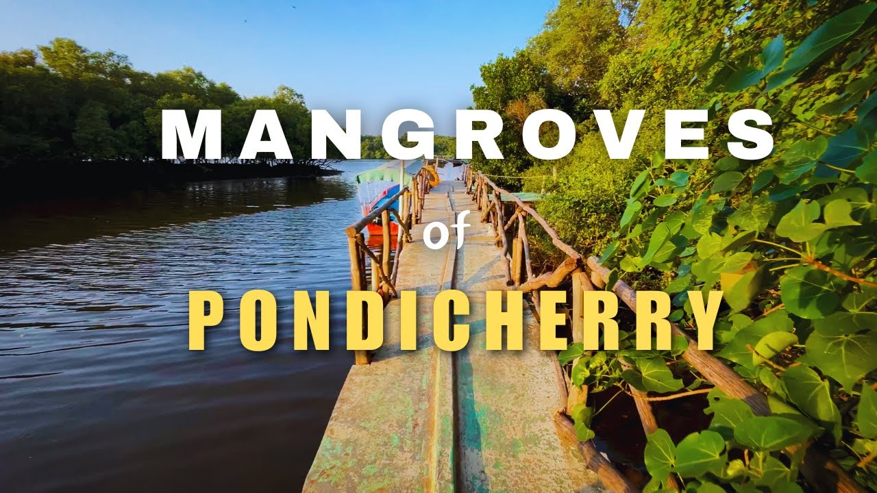 Never Miss This Place In PONDICHERRY | Mangrove Forest Pondicherry | Sunset View Puducherry