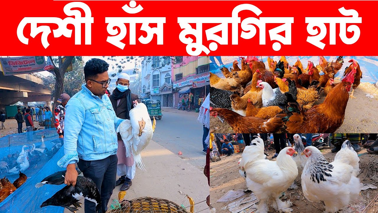দেশী হাঁস মুরগির হাট ২৭-১-২০২৪ || Village Market in bangladesh || hasnabad hat || Live Village