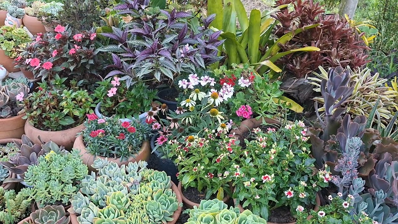 Como estão as plantas do jardim com o excesso de sol