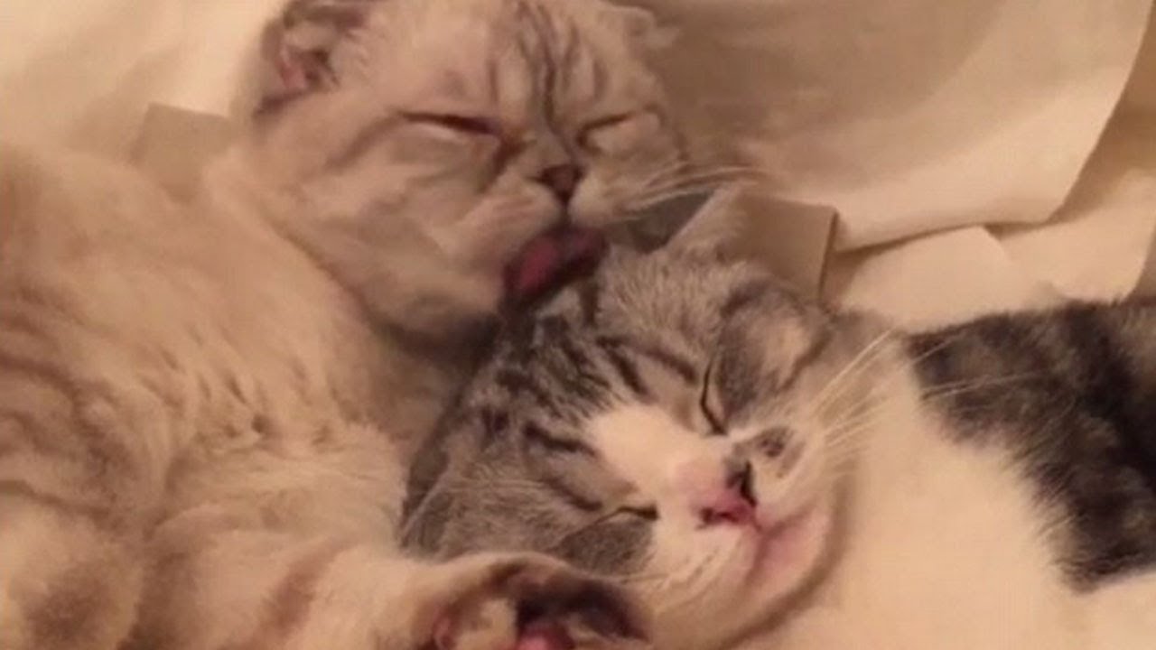 Taylor Swift's Cats - Funny &  Cute Moments (2018 version)