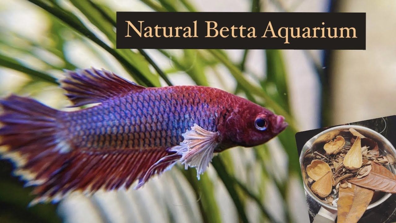 BensAquariums | Natural Betta Aquarium