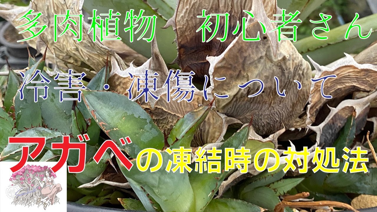 【 多肉植物 】アガベ（チタノータ）の冷害について