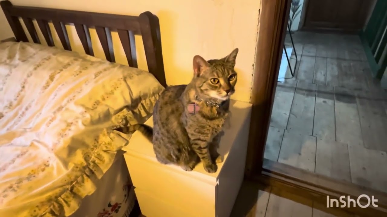 Kedi odası İnşaatı devam ediyor/son pencerenin perdesi de dikildi çok şükür