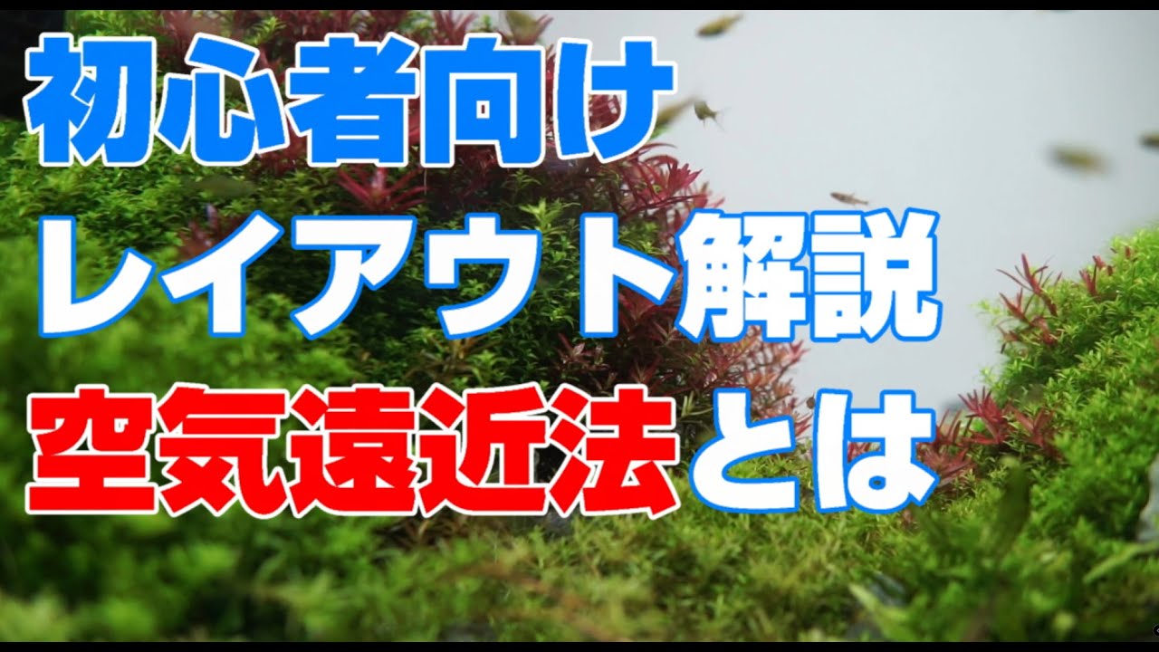 【水草水槽解説】空気遠近法で遠近感をさらに強調するテクニック