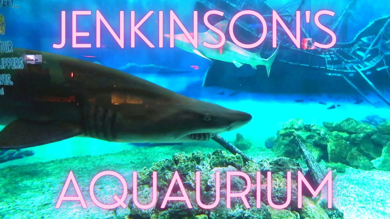 Jenkinson's Aquarium Tour - Sharks, Seals, and Penguins!