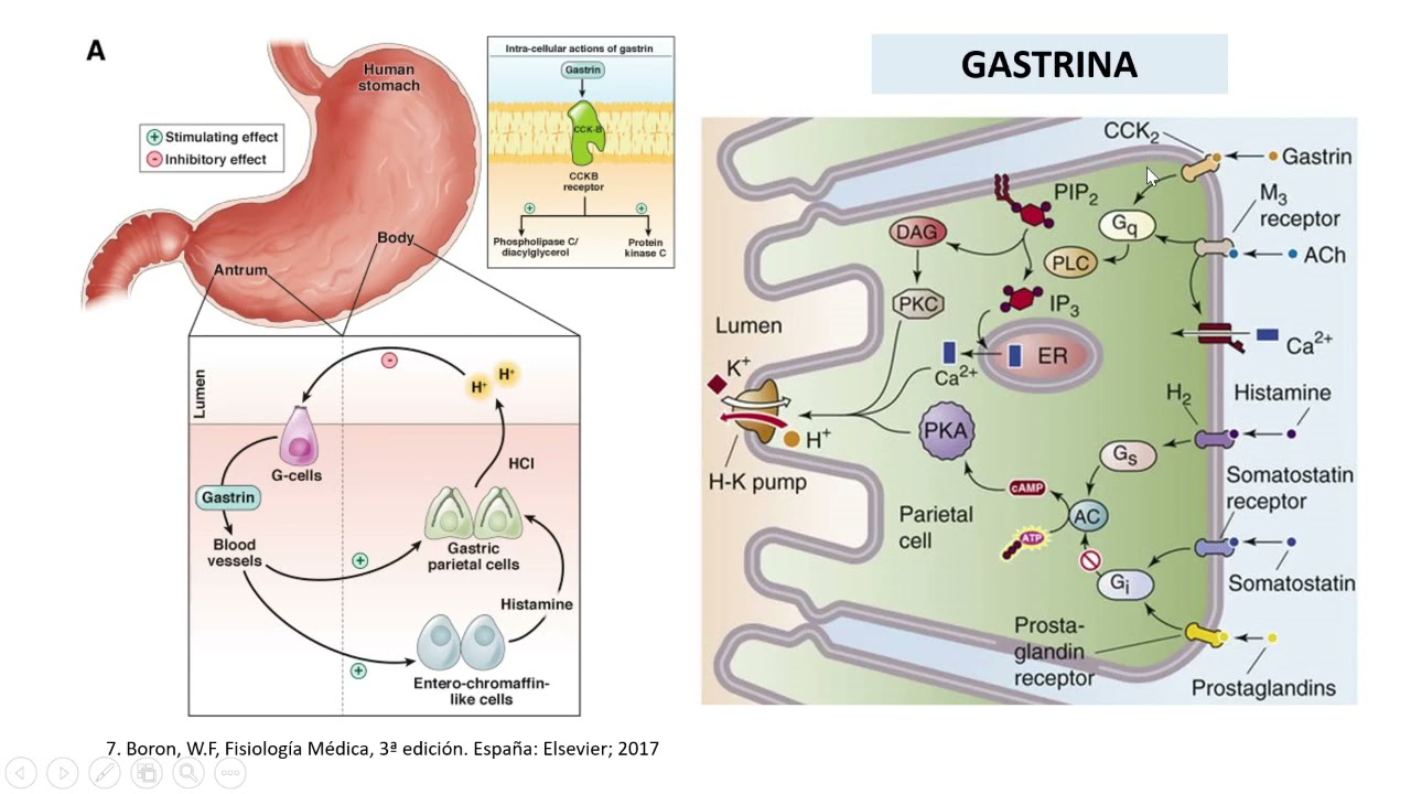 Principales hormonas gastrointestinales – SOCIEM UPAO