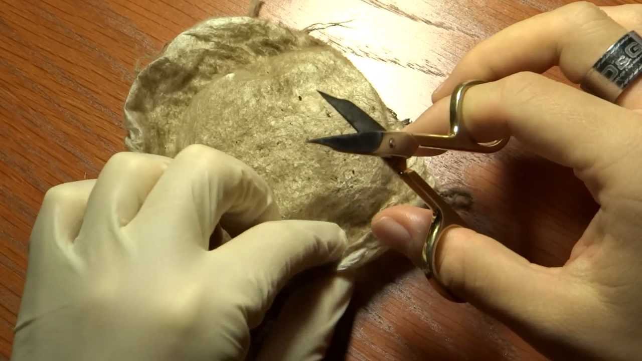 Theraphosa blondi Kokonentnahme (pulling egg sac)