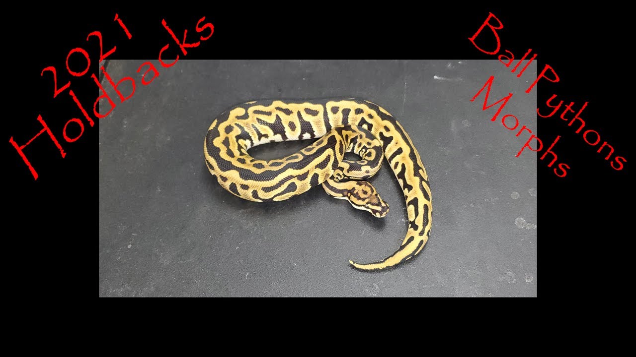 2021 Ball Python Holdbacks