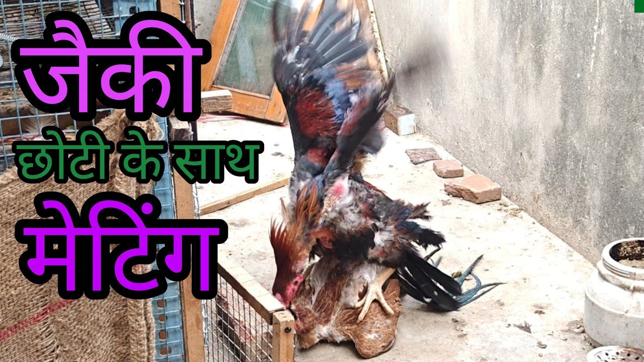 #JACKY Ne Choti Ke Saath Mating