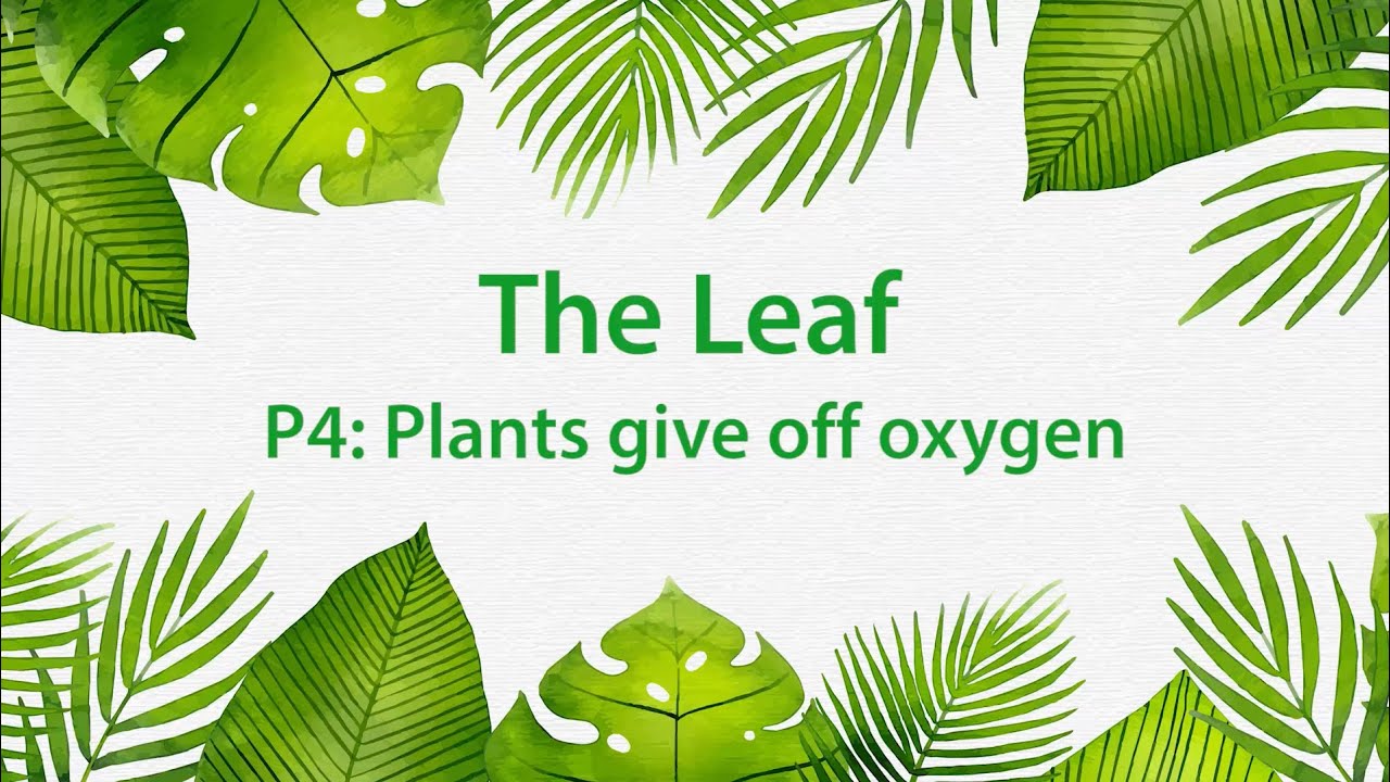 Montessori Elementary: The Leaf (Presentation 4 - Plants give off oxygen)