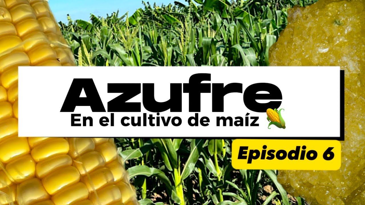 Cómo fertilizar con Azufre? Nutrición en el cultivo de maíz | EP 6