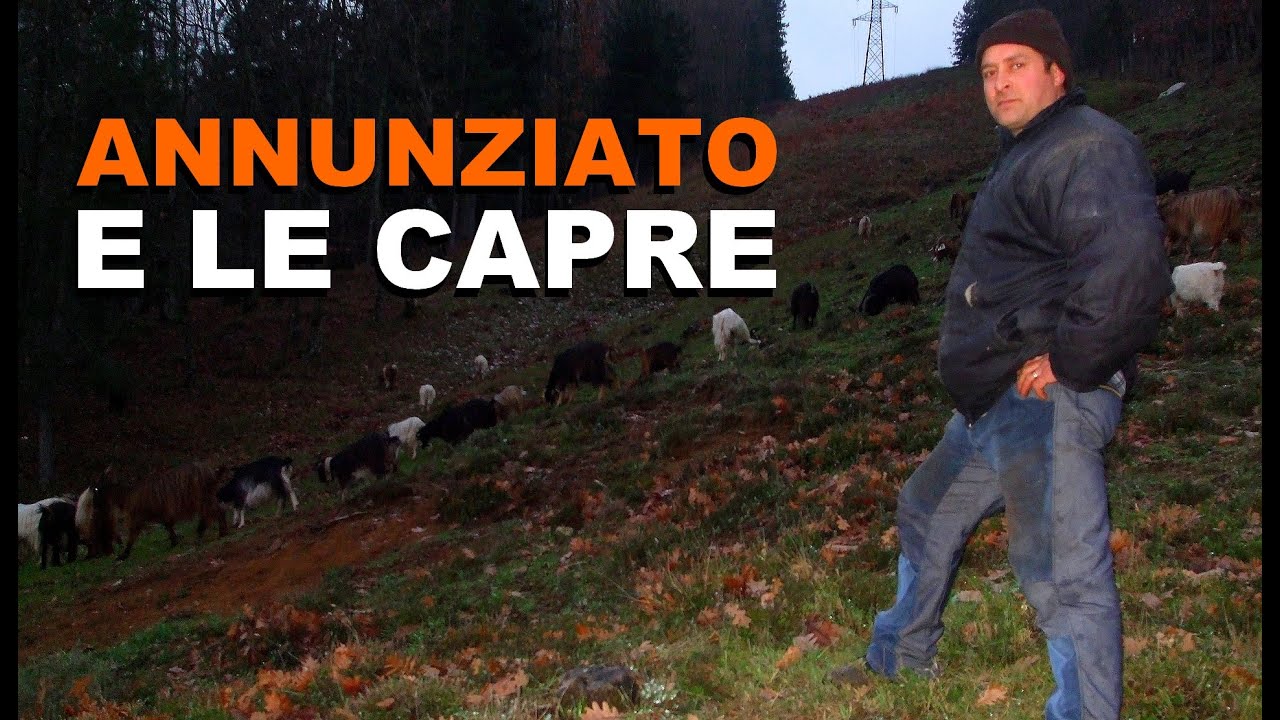 Campana CS - Annunziato e le Capre al Pascolo (Sila Greca)