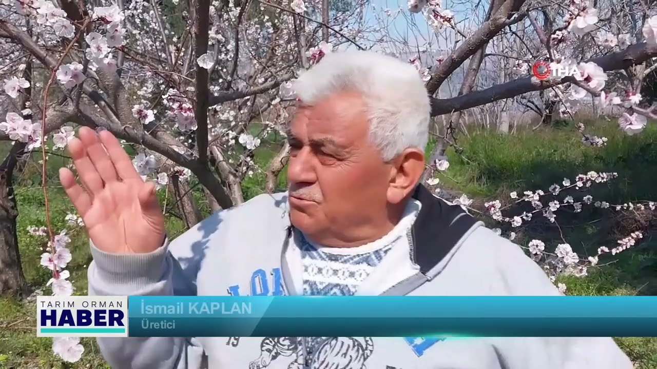 Mut'ta kayısı ağaçları çiçeklendi