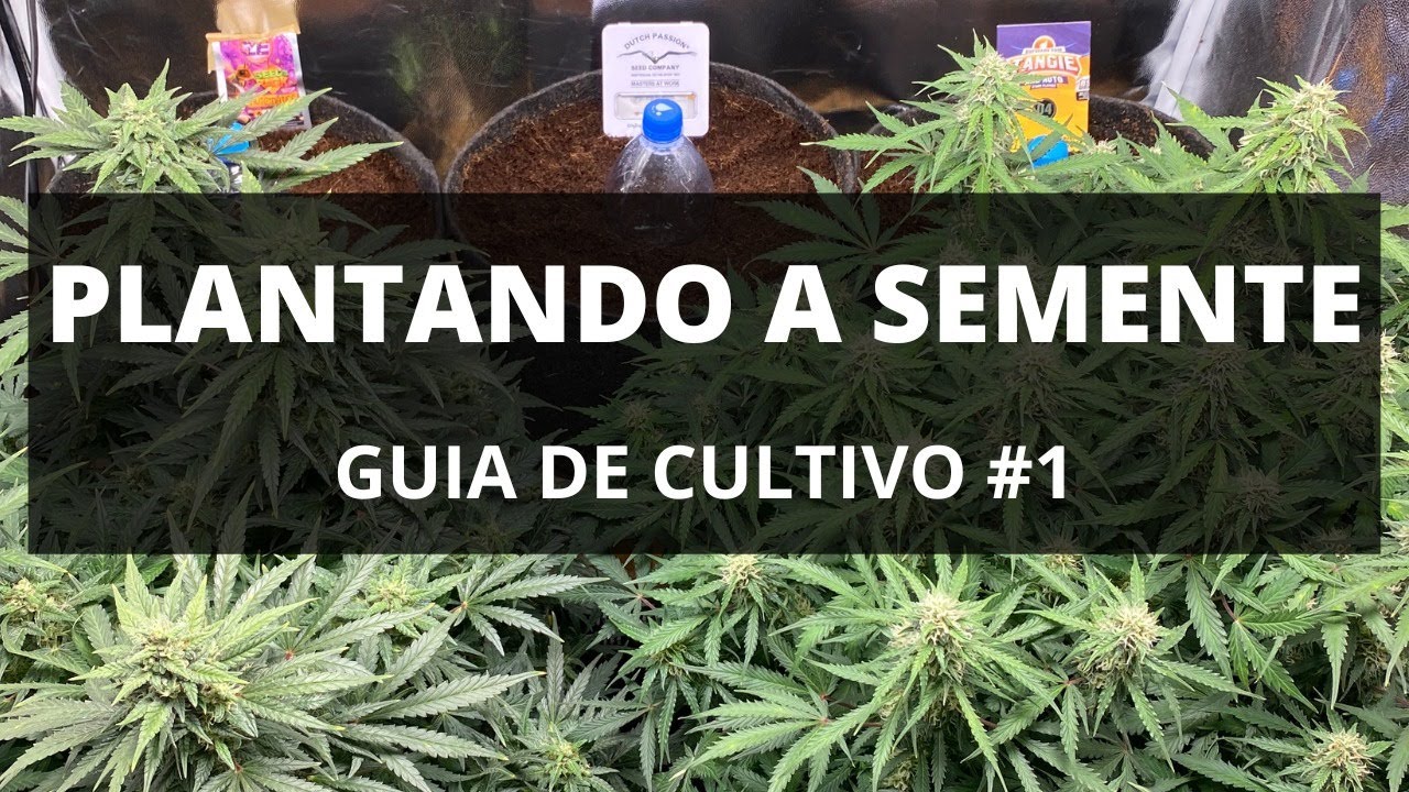 INICIO PERIODO VEGETATIVO + FIBRA DE COCO l GUIA DE CULTIVO CANNABIS 1