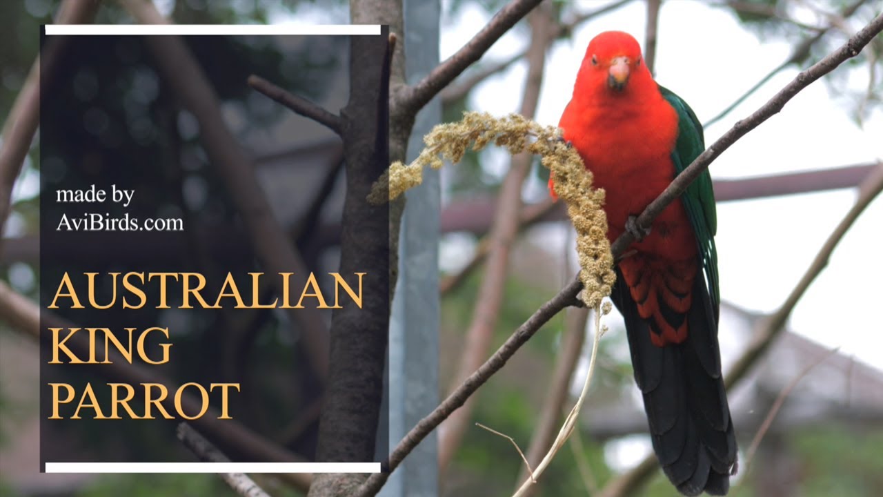 Australian King Parrot [Alisterus Scapularis]