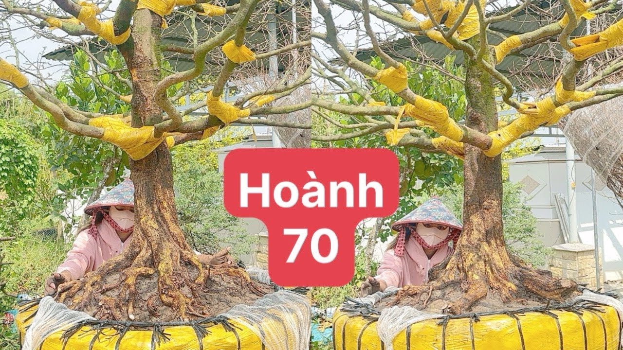 25-2-2026 báo gia mai vàng hoành 70 gia rẻ 0788881588 và 0939923543