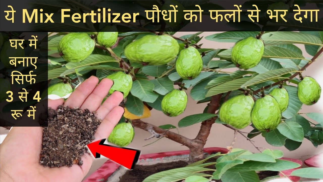 अमरूद के पेड़ में एक बार डालो ये सिक्रेट चीज इतने फल आएगे की बार बार डालोगे |secret fertilizer