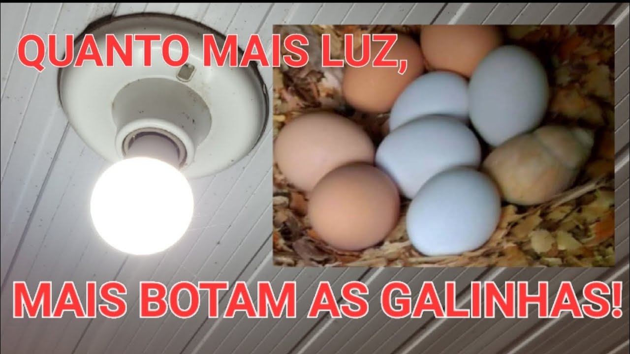 Quantas horas de luz a galinha precisa para manter a alta produção de ovos? Usando luz artificial?💡