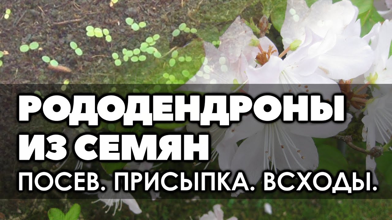 🌱  Рододендрон из семян. | Часть 1.  Посев. Всходы.