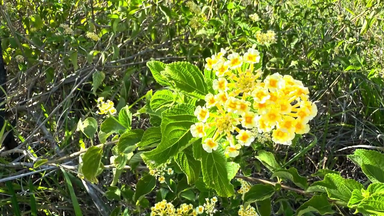 Lantana Flowers 2 160 V