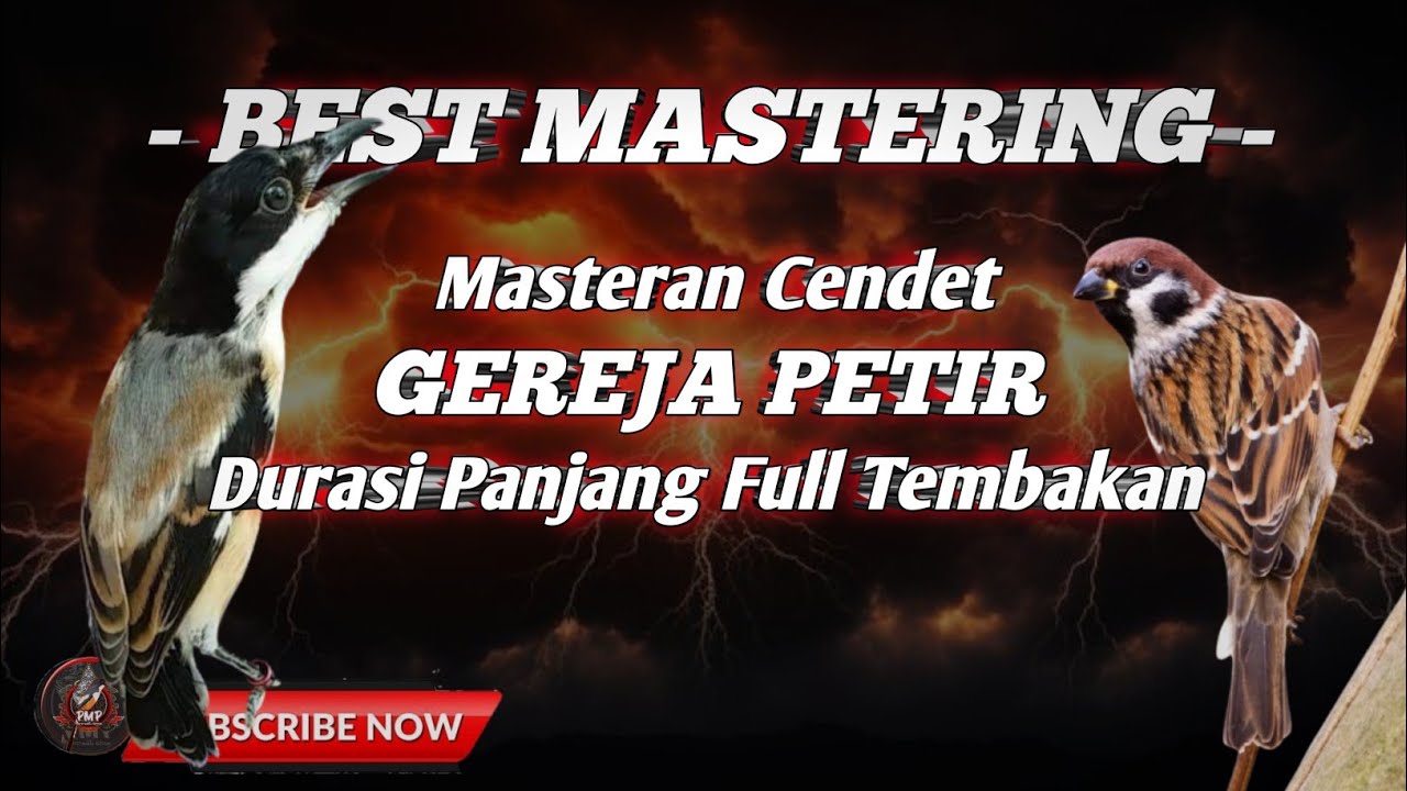 🔴 MASTERAN GEREJA PETIR ⚡ Masteran Cendet Petir MAHADEWA Gerejanya Nyeret Panjang Asli Ngeri❗