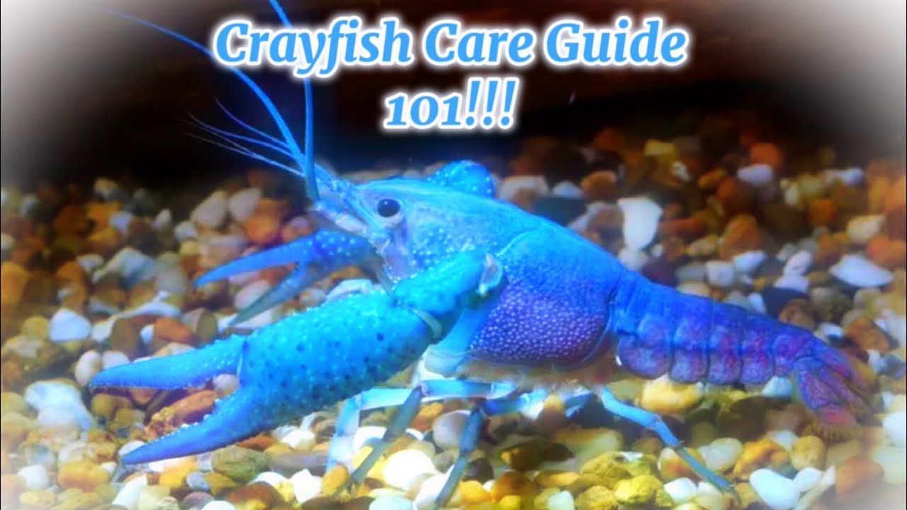 The ULTIMATE Crayfish Care Guide!!!