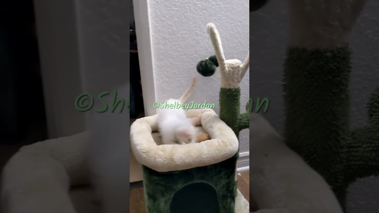 Kitties in Care Before Forever Homes (Fostering - Videos Only)