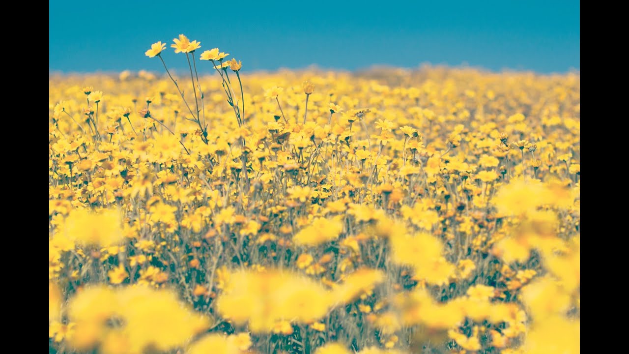Sevdanın Son Vuruşu - Tarkan (Speed Up)