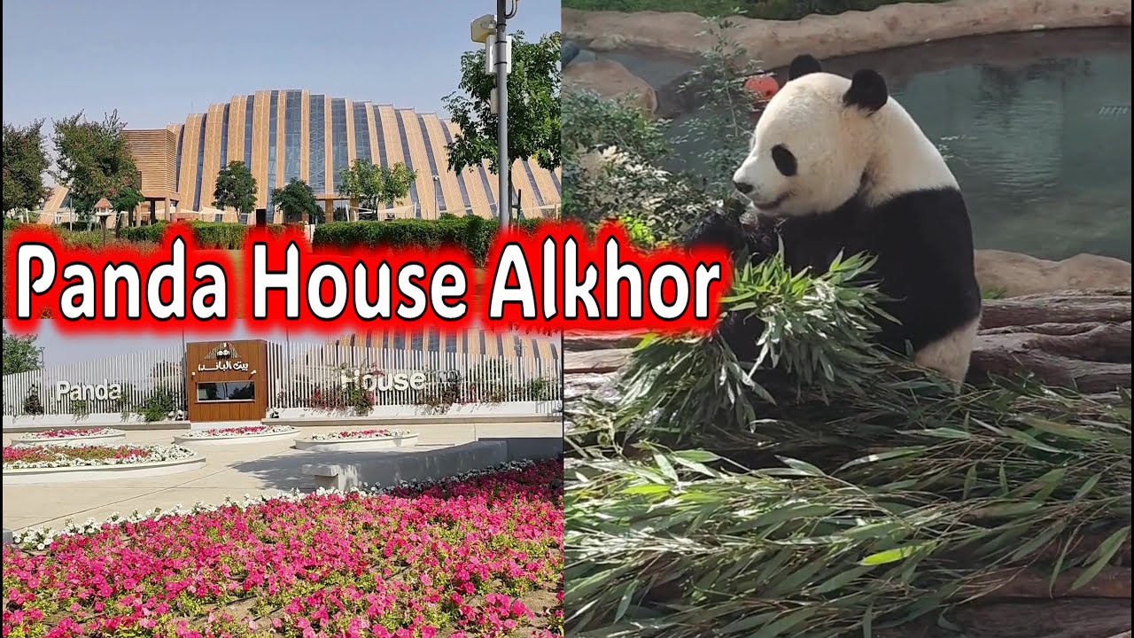 Suhail and Thuraya in Qatar | Panda House Alkhor | Pandas in Qatar #panda #china #qatar #pandahouse