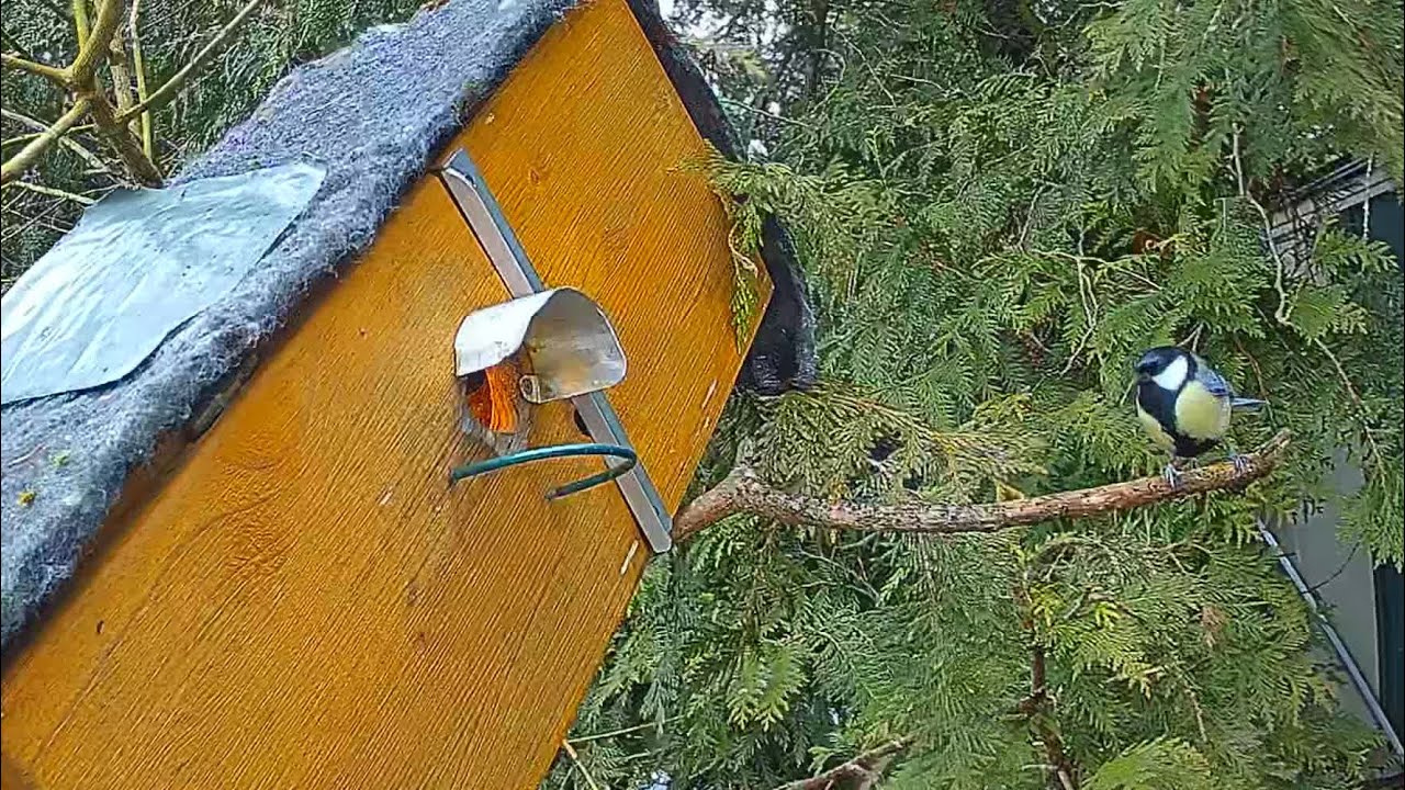 Kohlmeisen Kerl singt und kontrolliert NK 1 😍 (03.02.2026) 