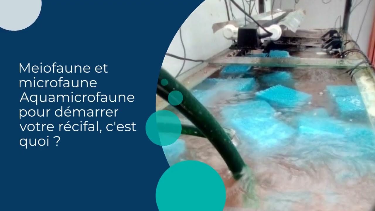 Meiofaune et microfaune Aquamicrofaune pour d&eacute;marrer votre r&eacute;cifal, c'est quoi ?