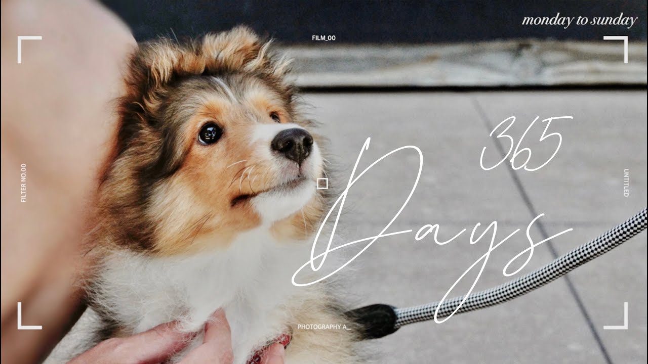 PUPPYHOOD | 미국 일상 | 셔틀랜드쉽독 조이의 365일 성장일기