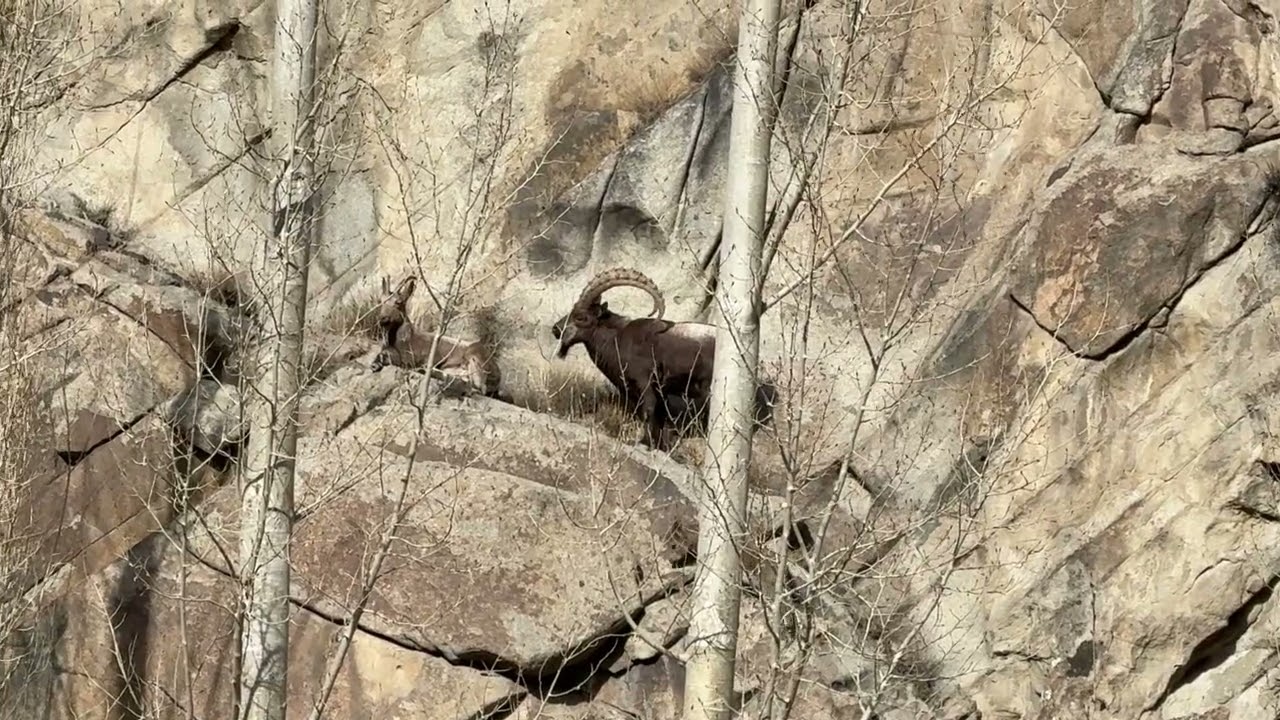 Himalayan ibex in north Pakistan 🇵🇰