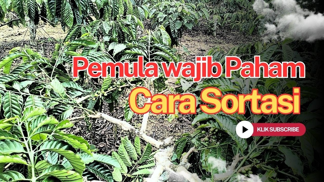 Pemula  wajib Tau Belajar Cara Sortasi Agar Kebun Kopi Setabil