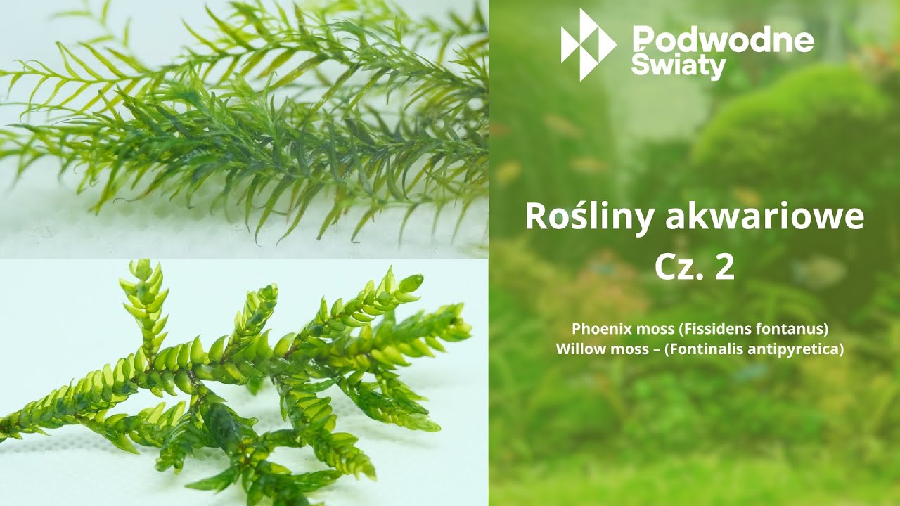 Rośliny akwariowe cz. 2