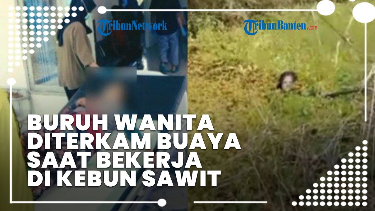 Buruh Wanita Diterkam Buaya Saat Bekerja di Kebun Sawit, Diseret ke Sungai hingga Alami Luka Parah