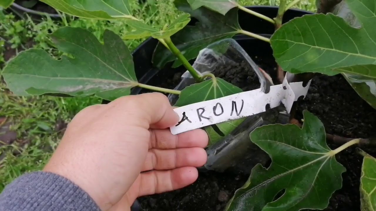 Przegląd fig (ficus carica)