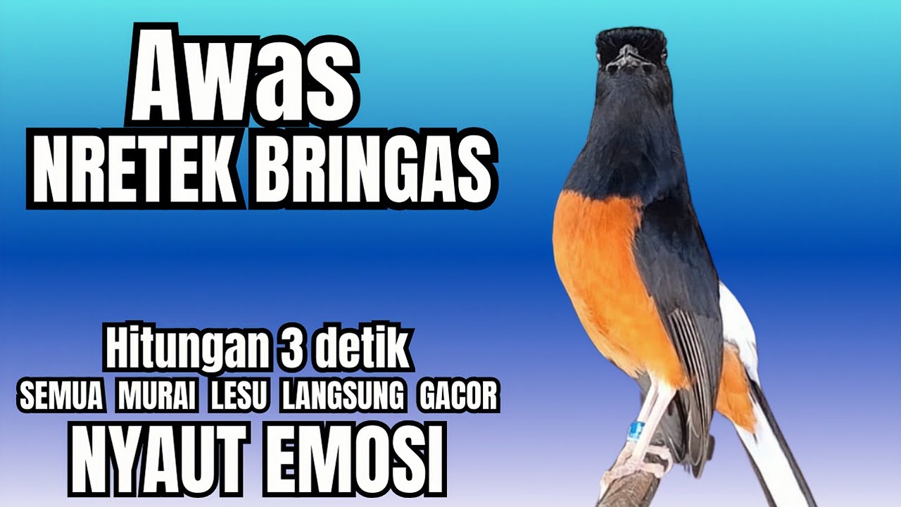 PANCINGAN Murai Batu FIGHTER BONGKAR ISIAN KASAR !! murai batu malas bunyi langsung EMOSI NYAUT
